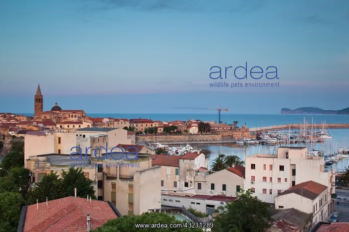 : Italy, Sardinia, Alghero. Aerial town view : Italy, Sardinia, Alghero. Aerial town view