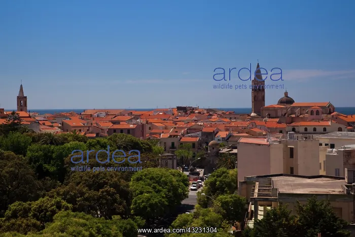 : Italy, Sardinia, Alghero. Aerial view from