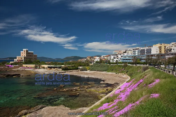 : Italy, Sardinia, Alghero. Rada di Alghero : Italy, Sardinia, Alghero. Rada di Alghero