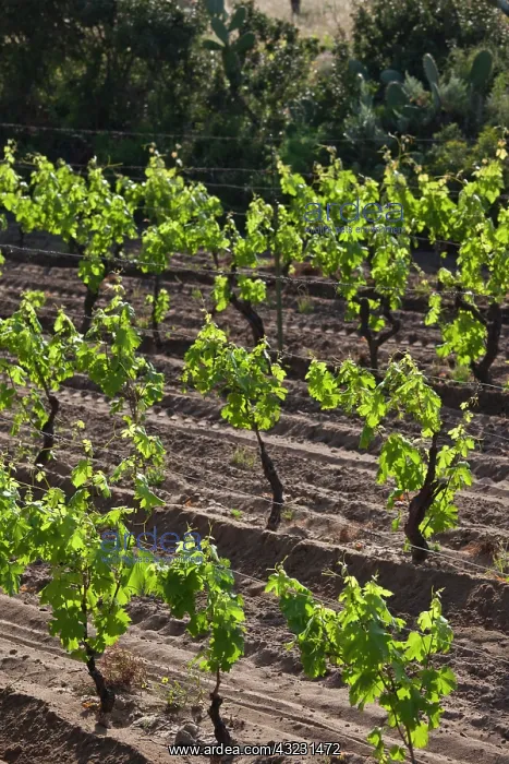 : Italy, Sardinia, Badesi. Vineyard : Italy, Sardinia, Badesi. Vineyard