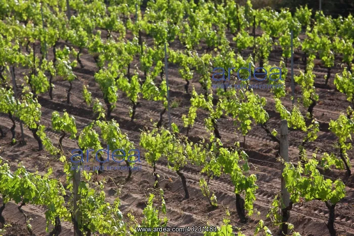 : Italy, Sardinia, Badesi. Vineyard : Italy, Sardinia, Badesi. Vineyard