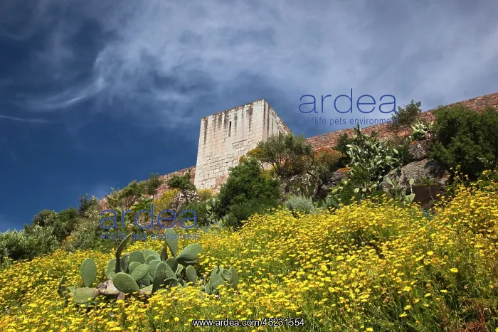 : Italy, Sardinia, Bosa. Cacti and Castello : Italy, Sardinia, Bosa. Cacti and Castello