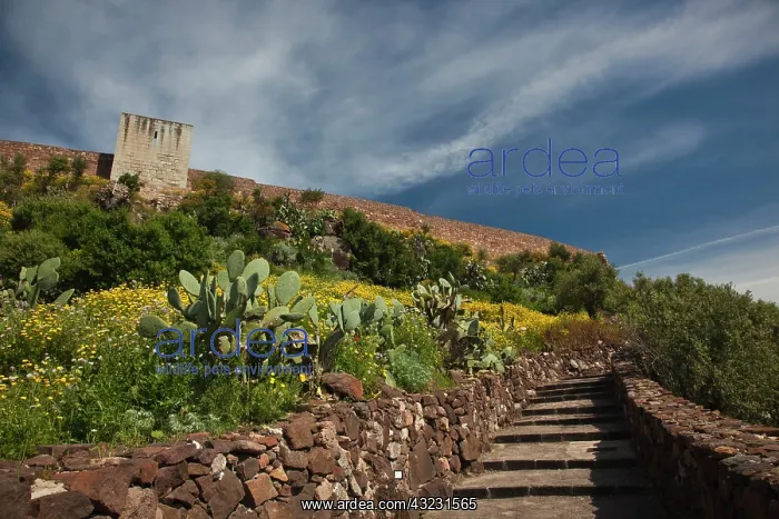 : Italy, Sardinia, Bosa. Cacti and Castello : Italy, Sardinia, Bosa. Cacti and Castello