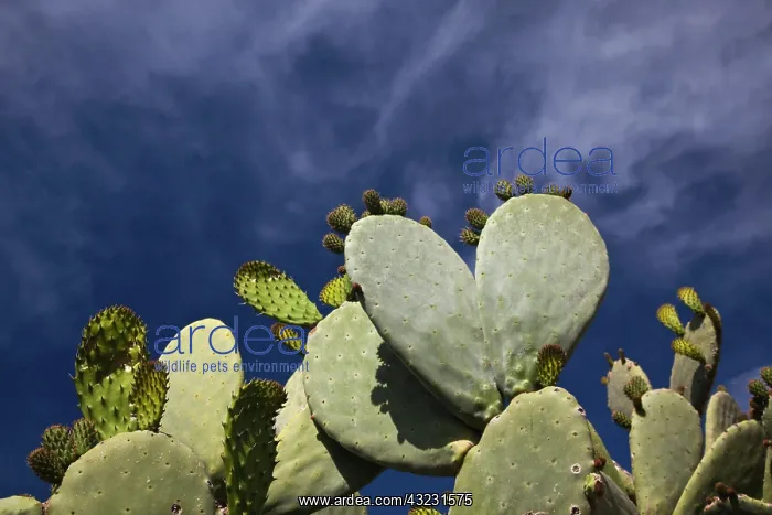 : Italy, Sardinia, Bosa. Cactus by the Castello : Italy, Sardinia, Bosa. Cactus by the Castello