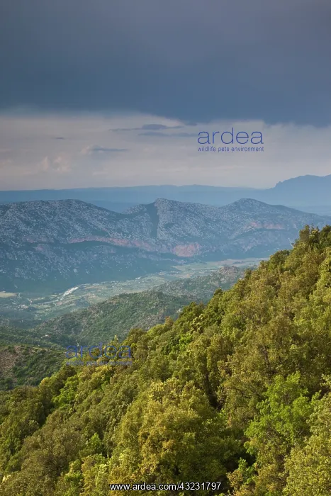 : Italy, Sardinia, Gennargentu National Park : Italy, Sardinia, Gennargentu National Park