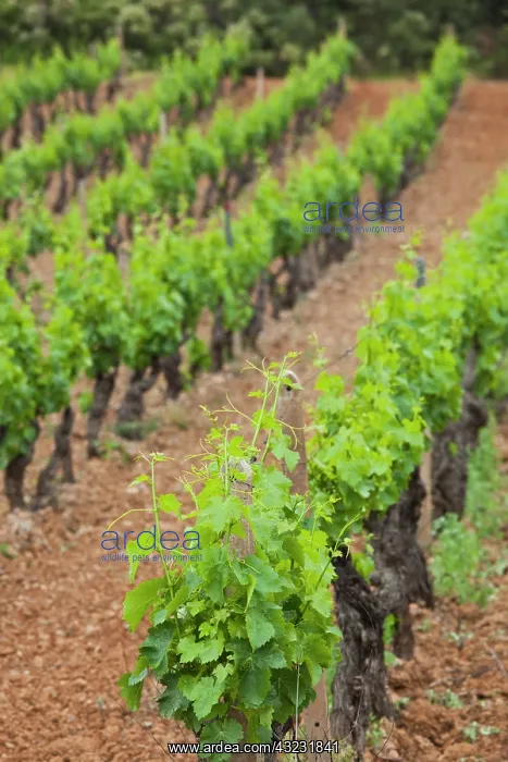 : Italy, Sardinia, Jerzu. Vineyard : Italy, Sardinia, Jerzu. Vineyard