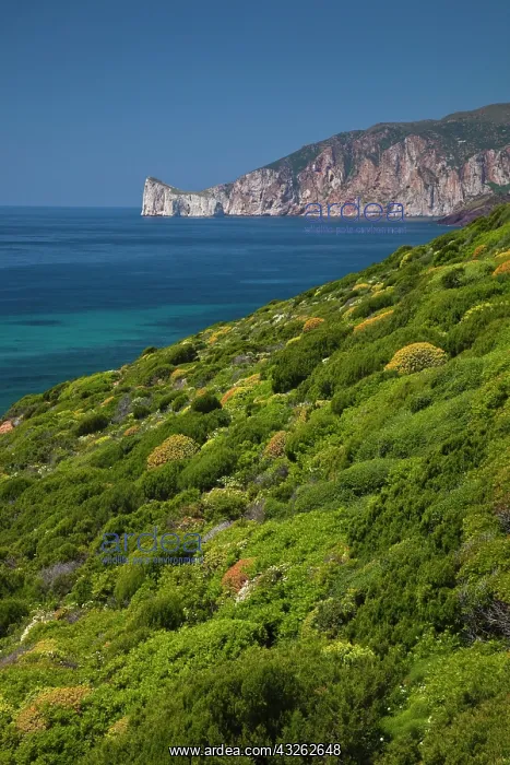 : Italy, Sardinia, Nebida. Coastline by Scoglio : Italy, Sardinia, Nebida. Coastline by Scoglio