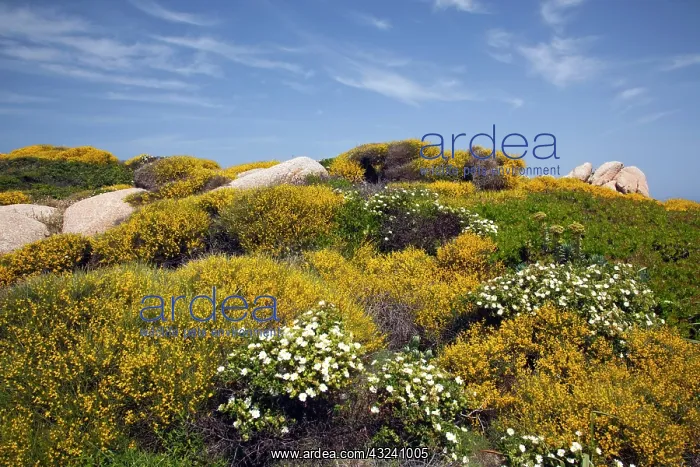 : Italy, Sardinia, Santa Teresa Gallura. Capo : Italy, Sardinia, Santa Teresa Gallura. Capo