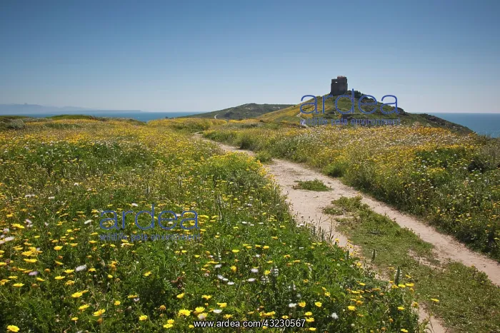 : Italy, Sardinia, Tharros. Spanish tower : Italy, Sardinia, Tharros. Spanish tower