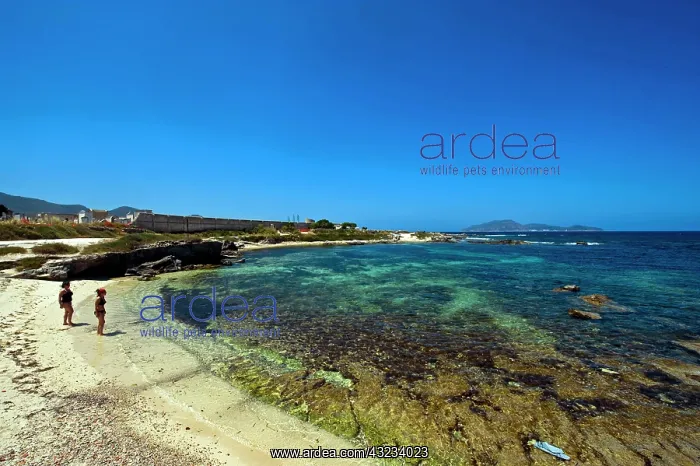 : Italy, Sicily, Egadi Islands, Favignana : Italy, Sicily, Egadi Islands, Favignana