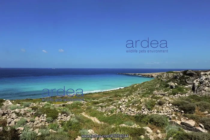 : Italy, Sicily, Egadi Islands, Favignana : Italy, Sicily, Egadi Islands, Favignana