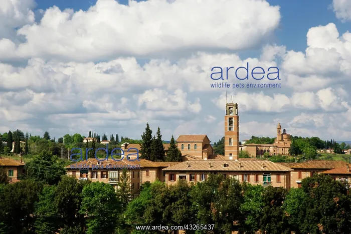 : Italy, Siena. Overview of town buildings : Italy, Siena. Overview of town buildings