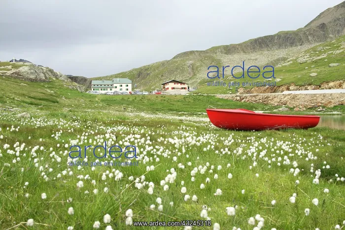 : Italy, Stelvio National Park, Eriophorum : Italy, Stelvio National Park, Eriophorum