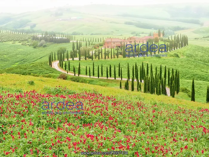: Italy, Tuscany, Asciano. Crete Senesi winding cypress : Italy, Tuscany, Asciano. Crete Senesi winding cypress