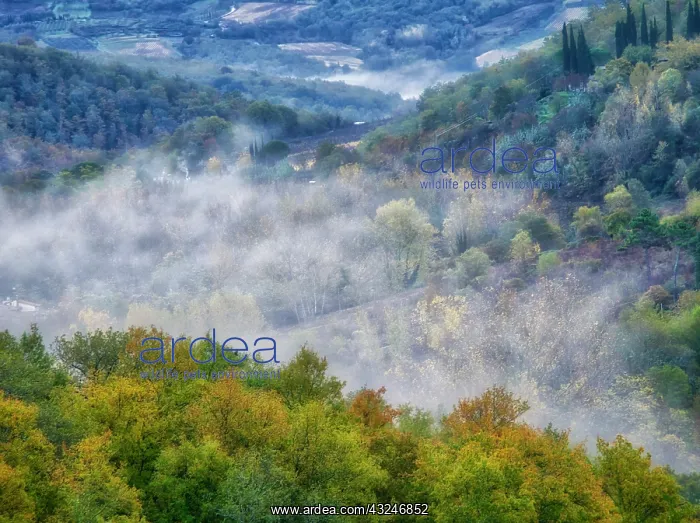 : Italy, Tuscany. Autumn morning with fog in the Tuscan : Italy, Tuscany. Autumn morning with fog in the Tuscan