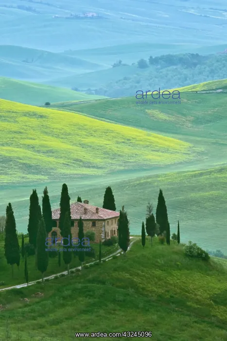: Italy, Tuscany. The Belvedere or beautiful : Italy, Tuscany. The Belvedere or beautiful