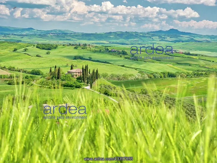 : Italy, Tuscany. Belvedere Farmhouse in the Val d'Orcia : Italy, Tuscany. Belvedere Farmhouse in the Val d'Orcia