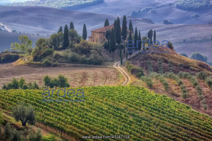 : Italy, Tuscany. Belvedere House, Olive trees, and : Italy, Tuscany. Belvedere House, Olive trees, and