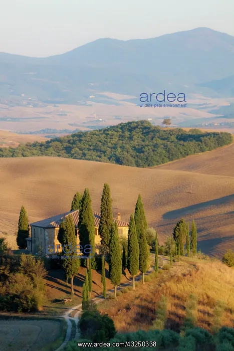 : Italy, Tuscany. Belvedere House, Olive trees, and : Italy, Tuscany. Belvedere House, Olive trees, and