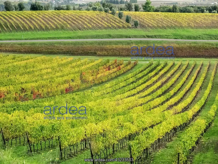 : Italy, Tuscany. Colorful vineyard in autumn : Italy, Tuscany. Colorful vineyard in autumn
