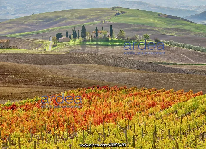 : Italy, Tuscany. Colorful vineyard in autumn : Italy, Tuscany. Colorful vineyard in autumn