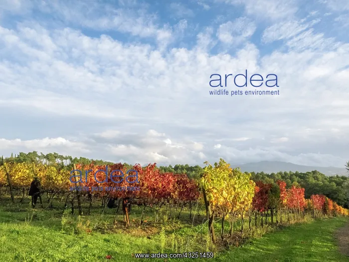 : Italy, Tuscany. Colorful vineyards in autumn with : Italy, Tuscany. Colorful vineyards in autumn with