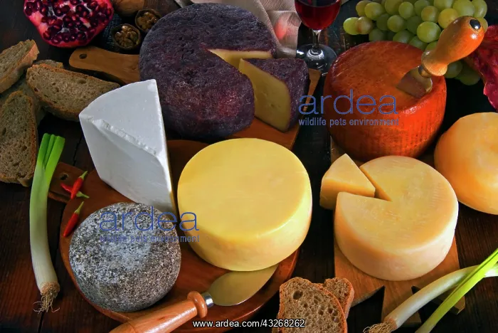: Italy, Tuscany, food, tuscan cheeses, traditional : Italy, Tuscany, food, tuscan cheeses, traditional