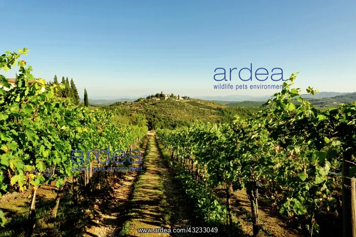 : Italy, Tuscany, Greve. The vineyard of Castello : Italy, Tuscany, Greve. The vineyard of Castello