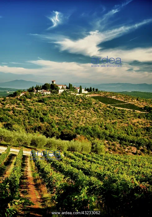 : Italy, Tuscany, Greve. The vineyards of : Italy, Tuscany, Greve. The vineyards of