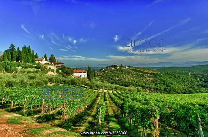 : Italy, Tuscany, Greve. The vineyards of : Italy, Tuscany, Greve. The vineyards of