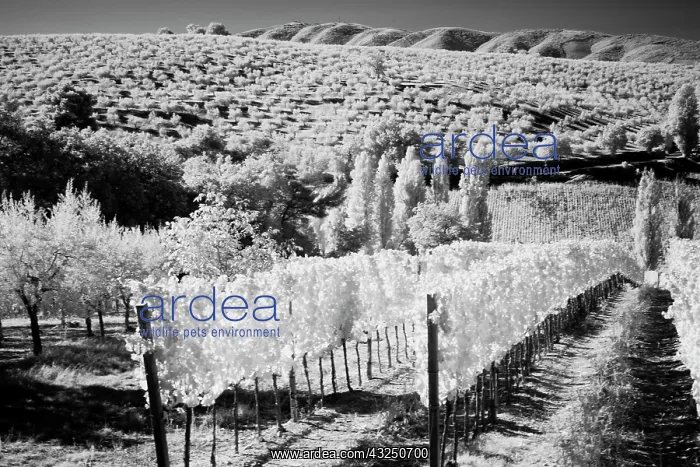 : Italy Tuscany, Infrared image of vineyards in southern : Italy Tuscany, Infrared image of vineyards in southern