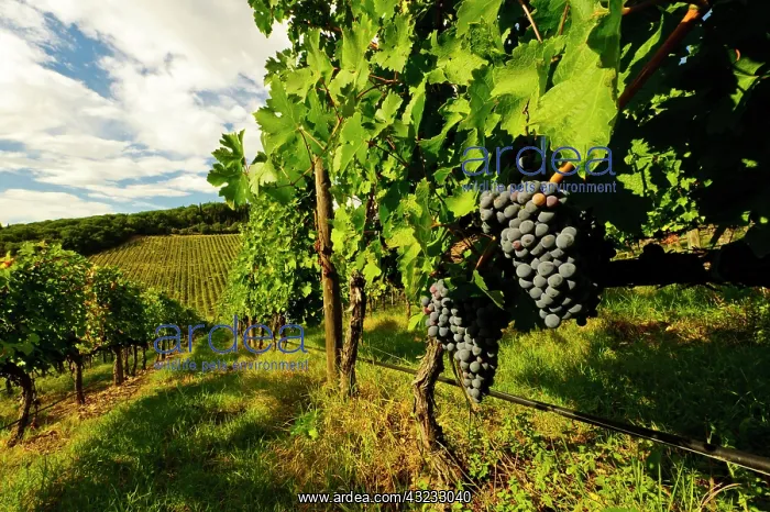: Italy, Tuscany. Late summer wine scenes : Italy, Tuscany. Late summer wine scenes