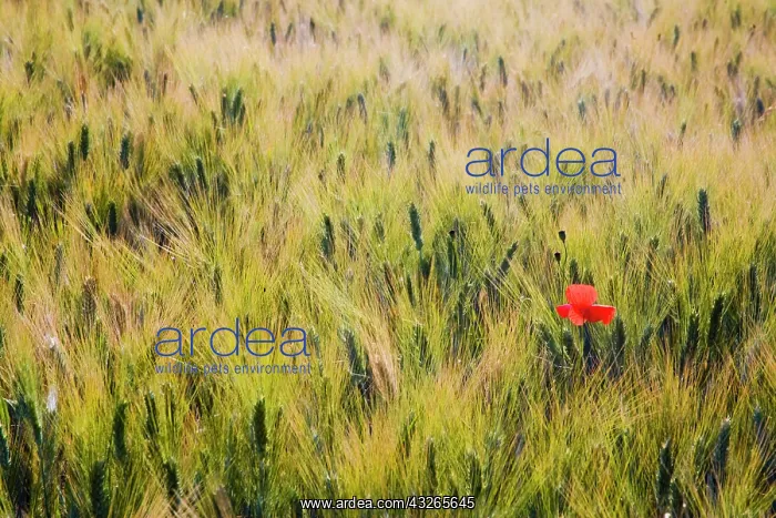 : Italy, Tuscany, Lone poppy in Spring Wheat : Italy, Tuscany, Lone poppy in Spring Wheat