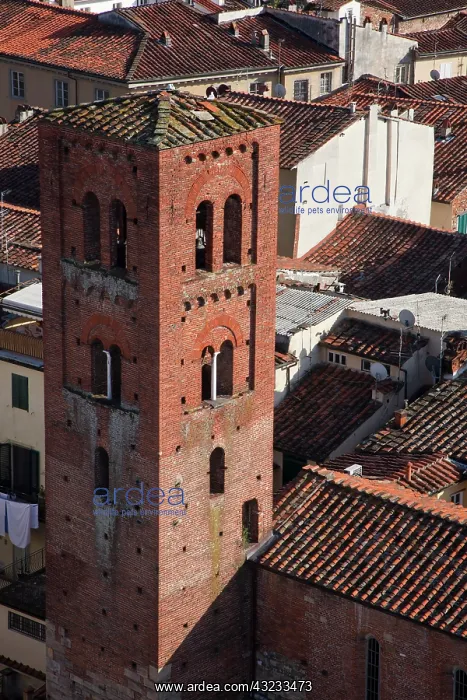 : Italy, Tuscany, Lucca. The bell tower of the church : Italy, Tuscany, Lucca. The bell tower of the church