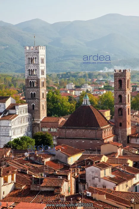 : Italy, Tuscany, Lucca. The rooftops of the historic : Italy, Tuscany, Lucca. The rooftops of the historic