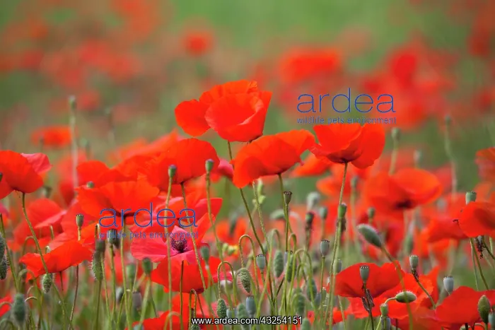 : Italy, Tuscany, Mass of Summer Poppies in : Italy, Tuscany, Mass of Summer Poppies in
