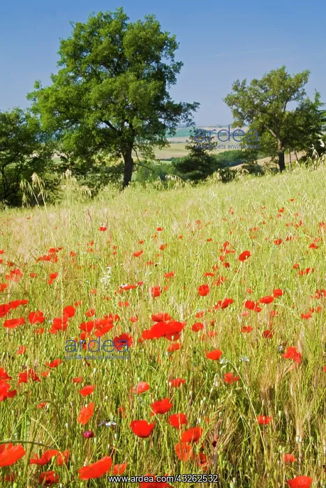 : Italy, Tuscany, Meadow with Summer Poppies : Italy, Tuscany, Meadow with Summer Poppies