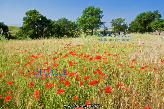 : Italy, Tuscany, Meadow with Summer Poppies : Italy, Tuscany, Meadow with Summer Poppies