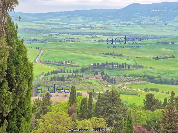 : Italy, Tuscany, Pienza. Views of the Tuscan landscape : Italy, Tuscany, Pienza. Views of the Tuscan landscape