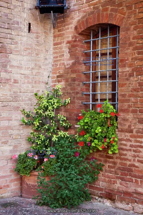 : Italy, Tuscany. Plants inside the Abbazia di Monte : Italy, Tuscany. Plants inside the Abbazia di Monte