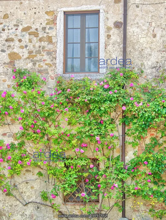  : Italy, Tuscany. Rose covered old stone wall and