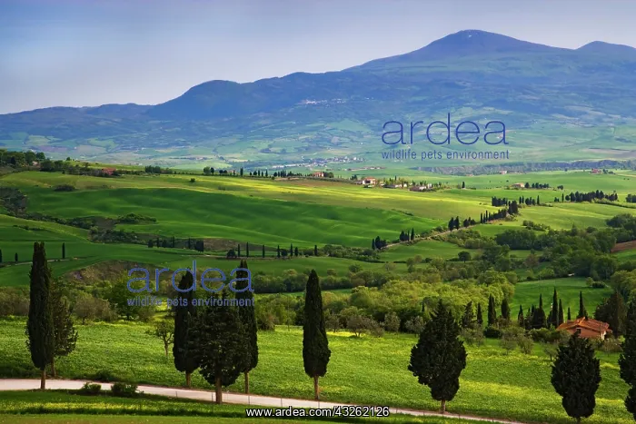 : Italy, Tuscany. Scenic of the Tuscan countryside : Italy, Tuscany. Scenic of the Tuscan countryside