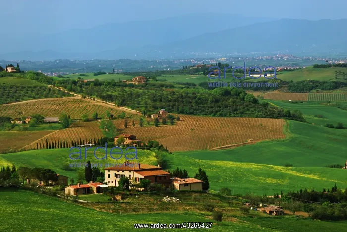 : Italy, Tuscany. Scenic of the Val d'Orcia : Italy, Tuscany. Scenic of the Val d'Orcia