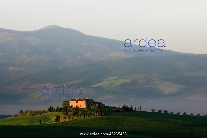 : Italy, Tuscany. Scenic of a villa in the : Italy, Tuscany. Scenic of a villa in the