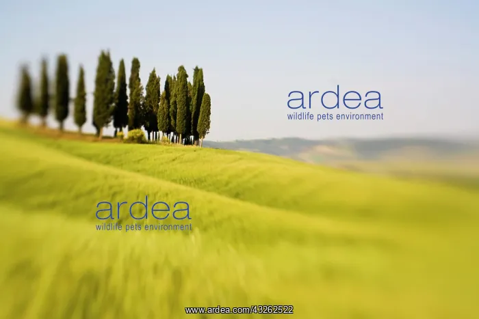 : Italy Tuscany, Selective Focus Cypress Trees : Italy Tuscany, Selective Focus Cypress Trees