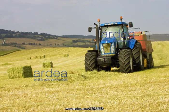 : Italy, Tuscany, Tractor Harvesting Hay in : Italy, Tuscany, Tractor Harvesting Hay in
