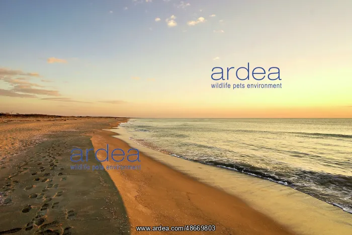 : Italy, Tuscany, Versilia. Late afternoon at the beach : Italy, Tuscany, Versilia. Late afternoon at the beach