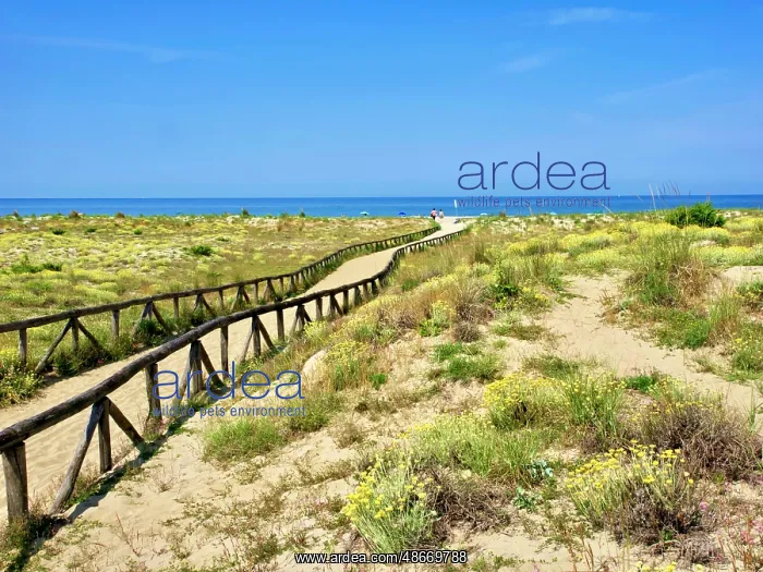 : Italy, Tuscany, Versilia. Path from the parking lot to the : Italy, Tuscany, Versilia. Path from the parking lot to the