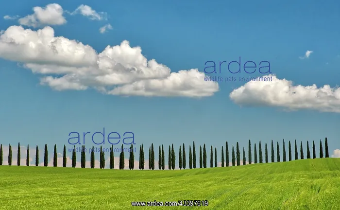 : Italy, Tuscany. View of long rows of cypress trees : Italy, Tuscany. View of long rows of cypress trees