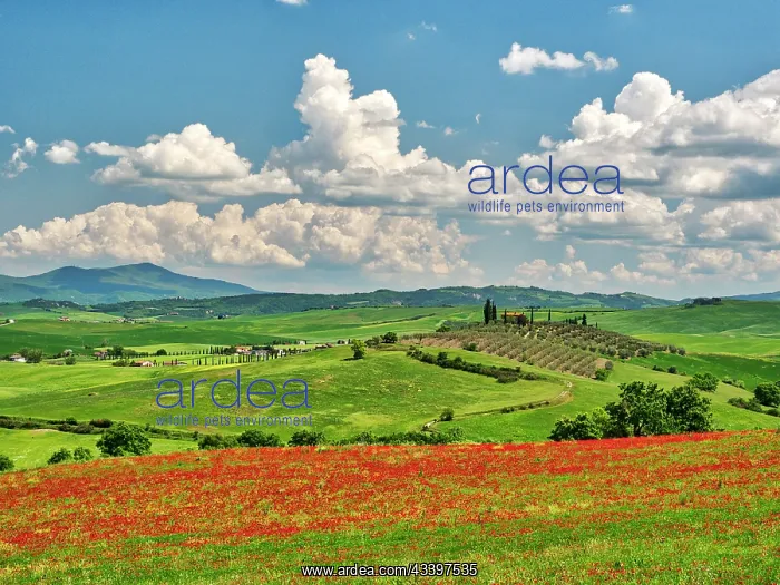 : Italy, Tuscany. View of Tuscan Valley and villa : Italy, Tuscany. View of Tuscan Valley and villa